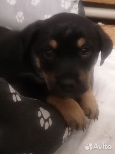 Щенок помесь