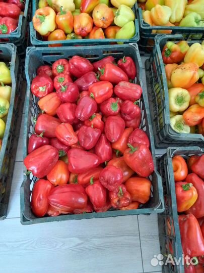 Болгарски перец