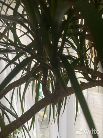 Драцена высота без горшка 1.2м