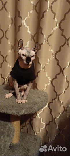 Канадский сфинкс котенок