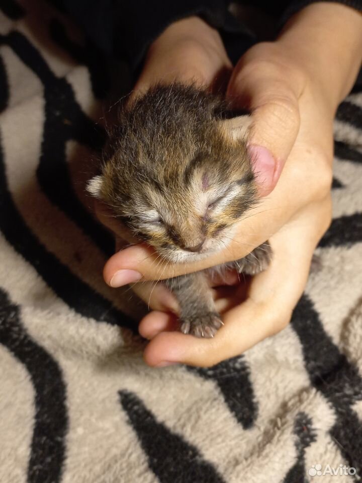 Котята в добрые руки и бесплатно