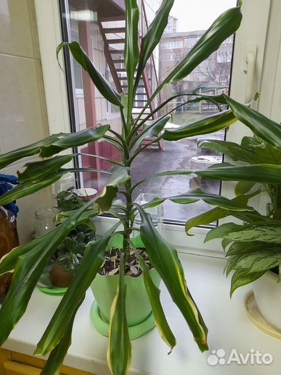 Комнатные цветы