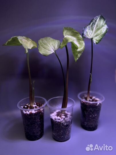 Сингониумы