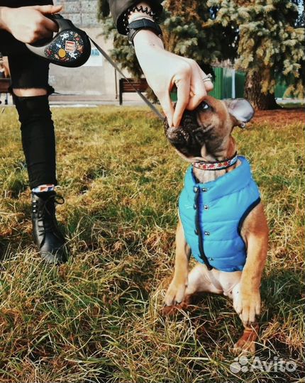 Передержка с дрессировкой в квартирных условиях