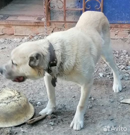 Собака алабай в добрые руки