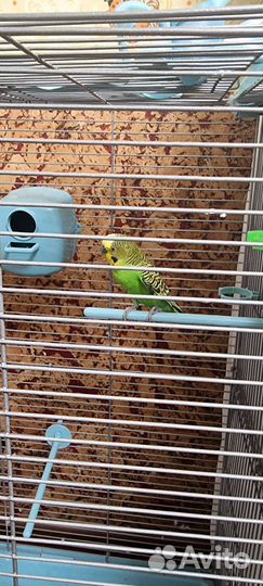 Волнистый попугай