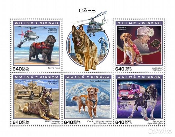 Гвинея-Биссау, 2018. (gb181104) Фауна, собаки (мл+