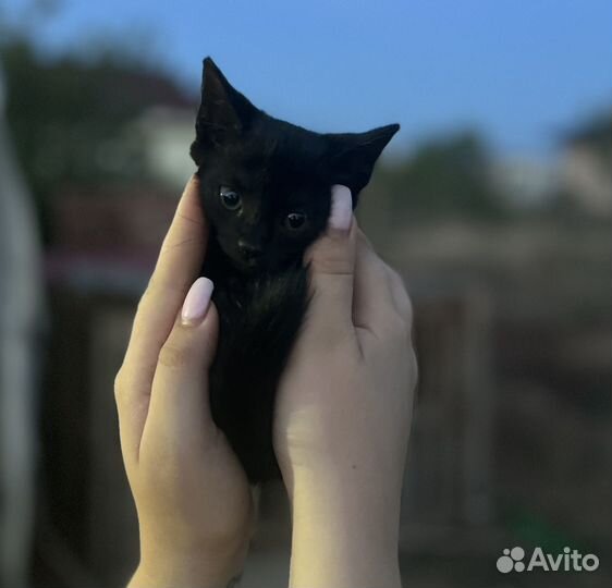 Котята бесплатно