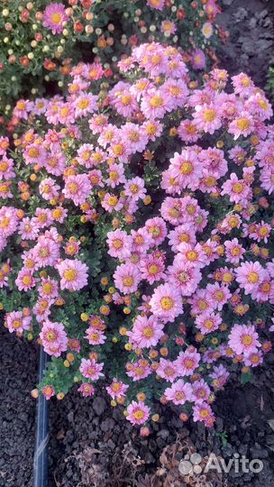 Хризантемы мультифлора