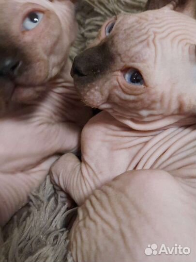 Канадский сфинкс котенок