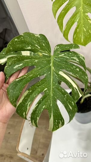 Тайское созвездие