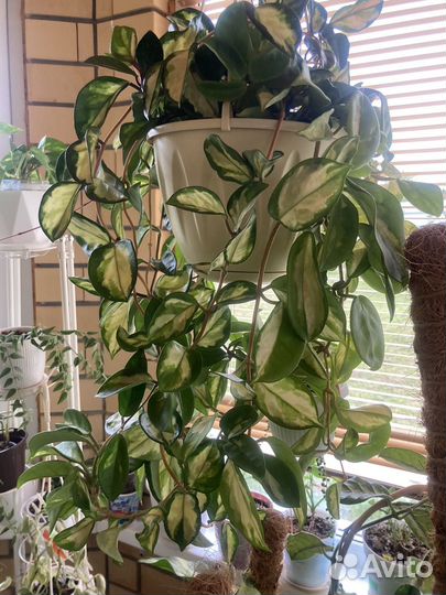 Хойя, папоротник, кливия