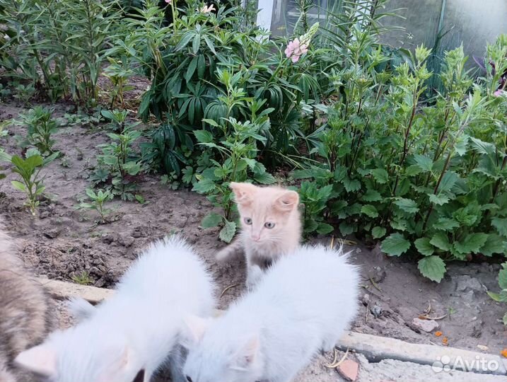 Сибирские котята