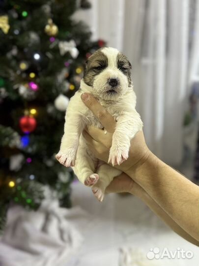 Алабай щенок мальчики,девочки