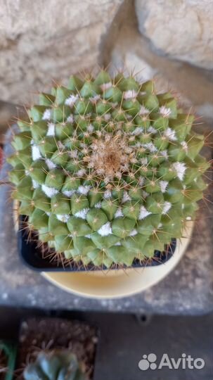 Кактус mammilaria marksiana