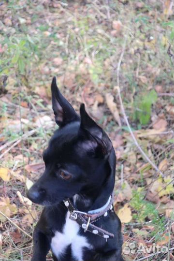 Кобель для вязки