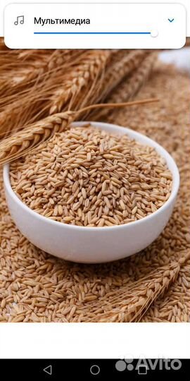 Продажа ячменя