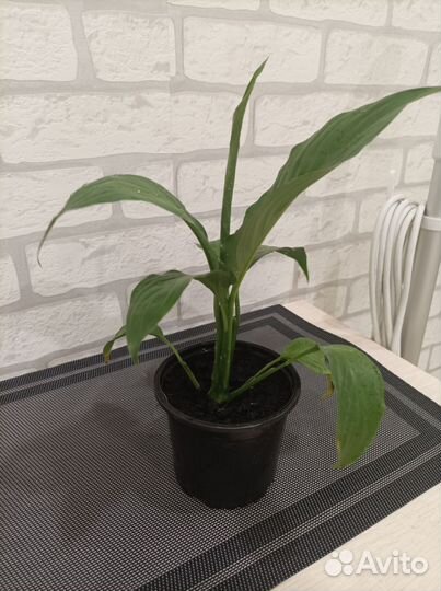 Спатифиллум