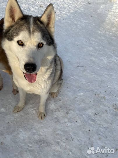 Сибирский хаски