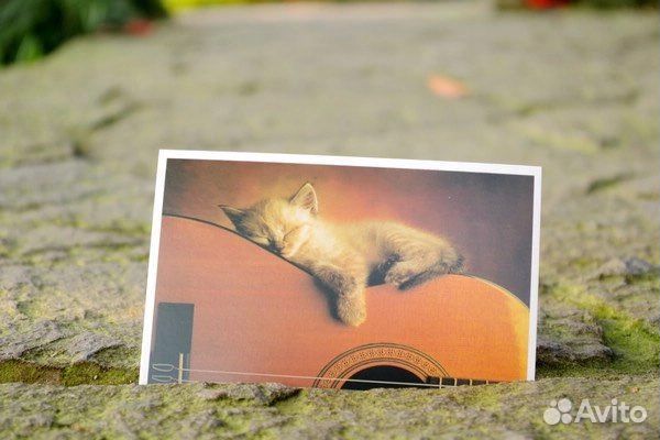 Открытки фото с котами