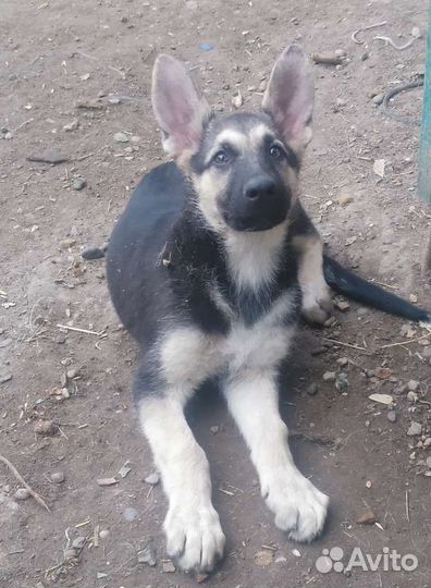 Щенки Восточно-Европейской овчарки