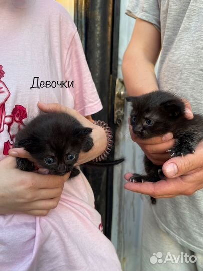 Отдам брошенных котят в добрые руки метисы