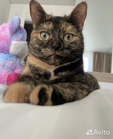 Кошка