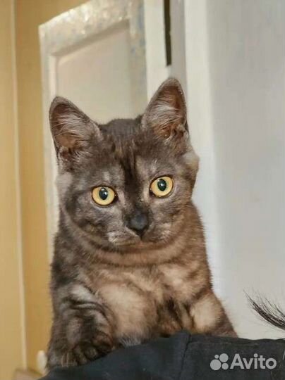 Роскошная дама в поисках дома