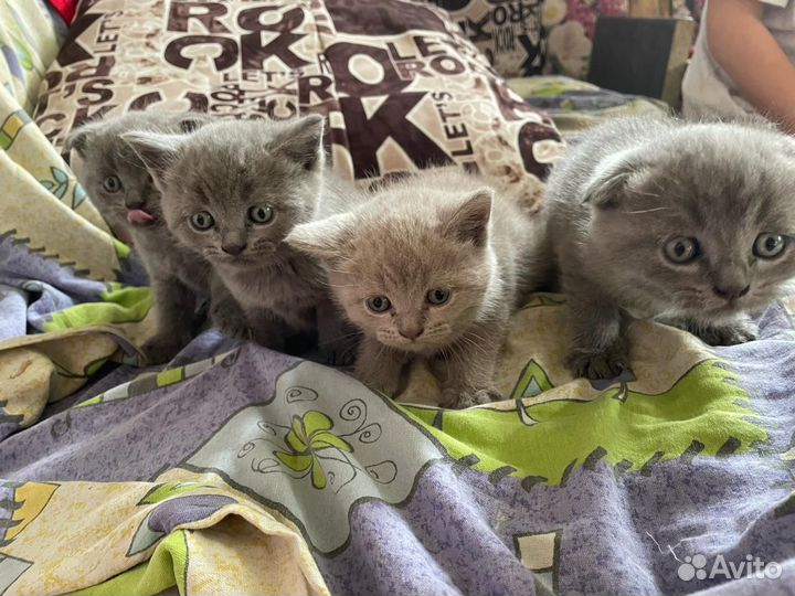 Британские котята