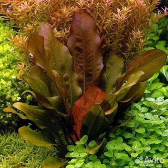 Аквариумное растение эхинодорус медведь