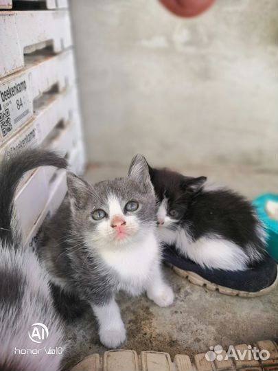Котята