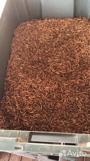 Мучной червь