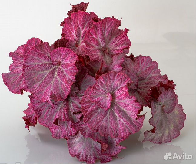 Декоративно-лиственные королевские бегонии