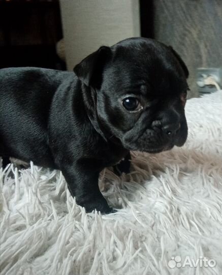 Щенки франзуского бульдога