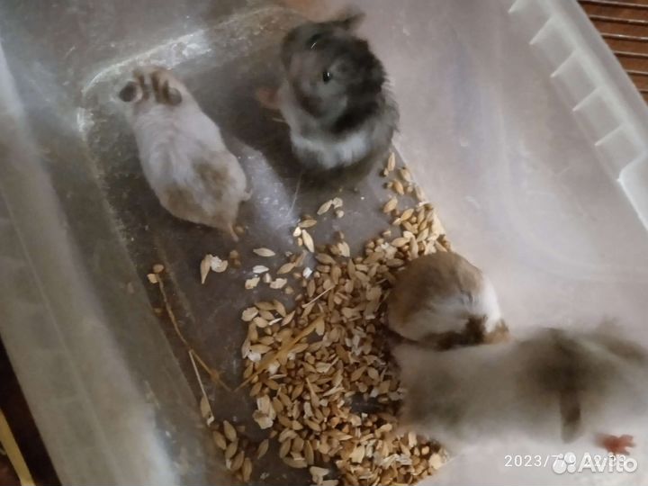 Сирийский хомяк