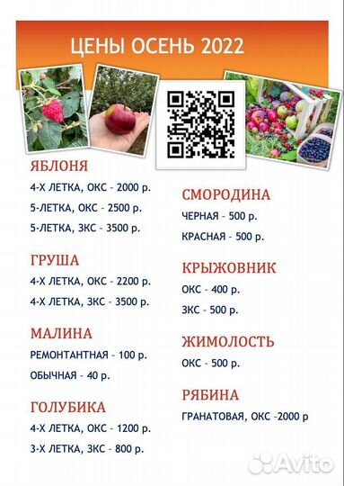 Саженцы