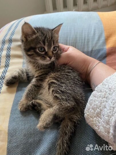Котята