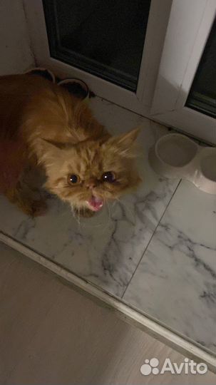 Персидская