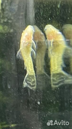 Анциструс сом