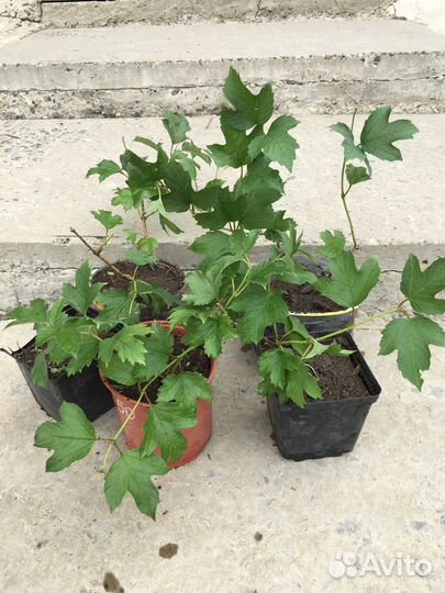 Калина бульдонеж (снежный шар)