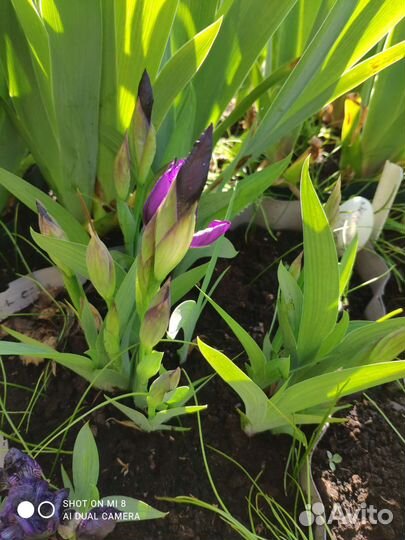 Ирисы карликовые