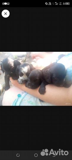 Щенки спаниеля