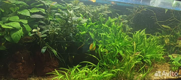 Аквариум с тумбой 200 литров