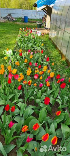 Луковицы тюльпанов