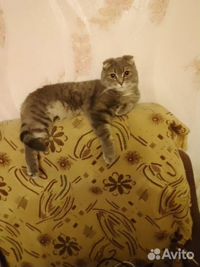 Продается кошечка