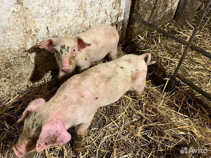 Поросята