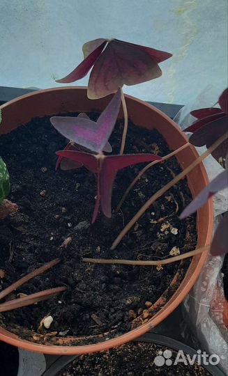 Кислица оксалис