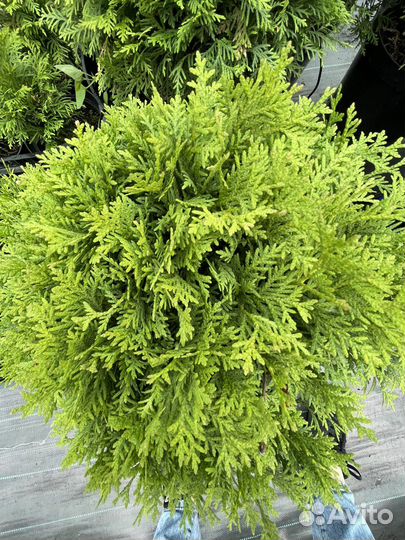 Туя смарагд, даника, холмструп, разные размеры