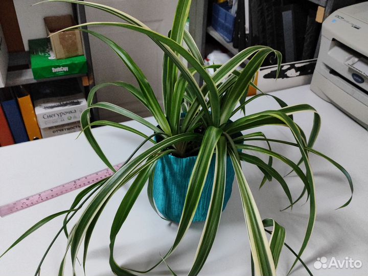 Хлорофитум