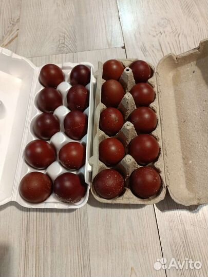 Инкубационное яйцо